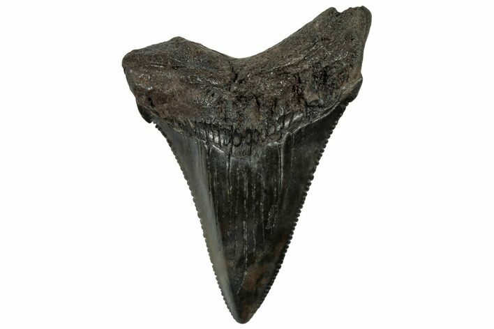 Serrated, Juvenile Megalodon Tooth - South Carolina #310502